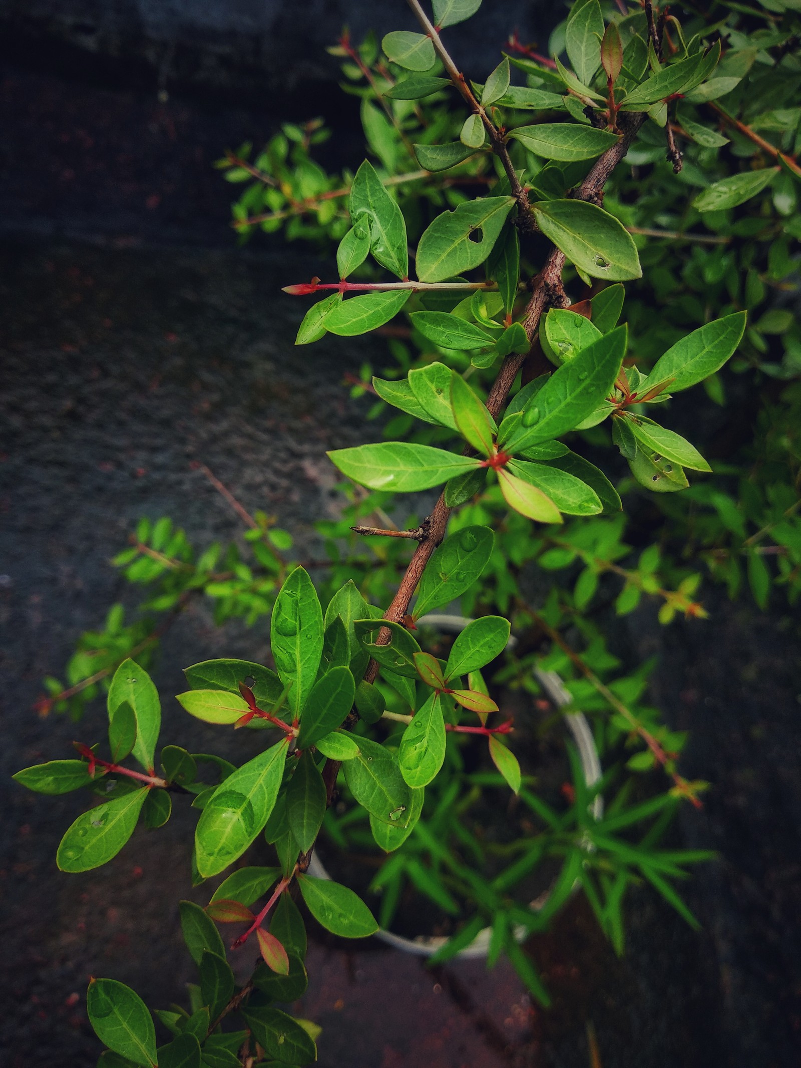 Eine kleine pflanze mit grünen blättern in einem topf (papiere, blätter, premium, baum, regen)