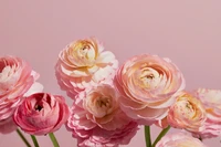 ranunculus flowers, pink aesthetic, pink flowers, 5k, flowers wallpaper