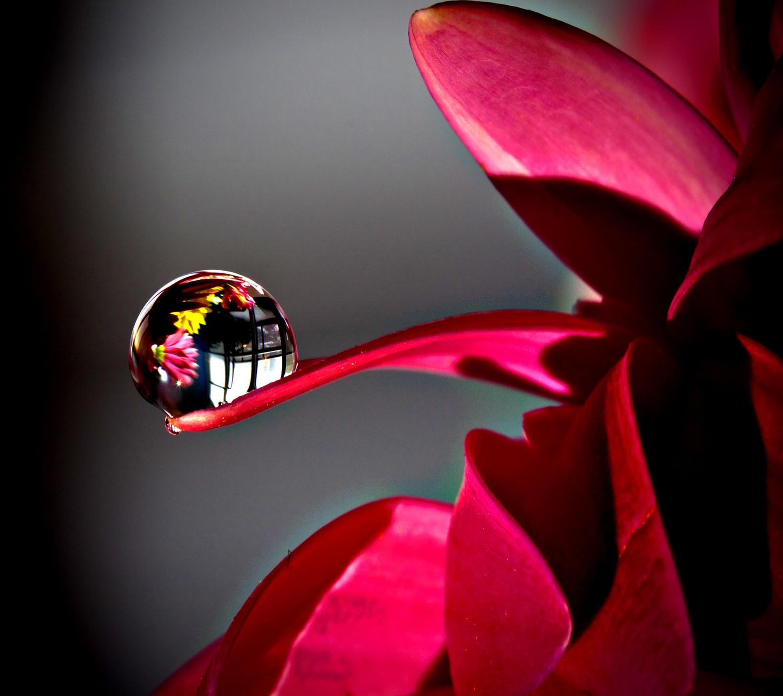 Arafed image of a flower with a water drop on it (beautiful, flowers)