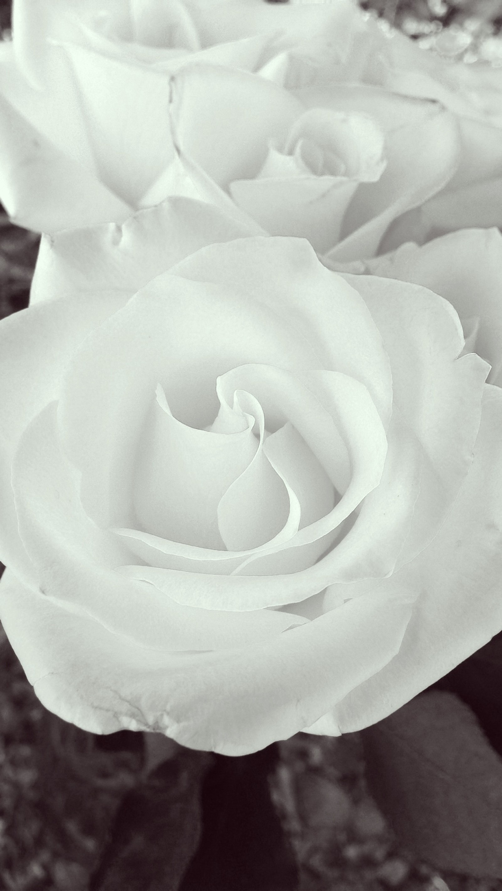 Una foto en blanco y negro de una rosa en un jarrón (blackandwhiterise, kiddobenn, rosa, shareandlike)