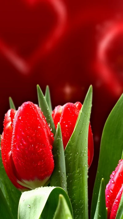 Tulipes rouges avec fond en forme de cœur pour l'amour de la Saint-Valentin