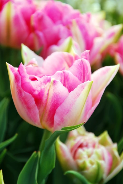 Delicate Pink Tulips in Bloom