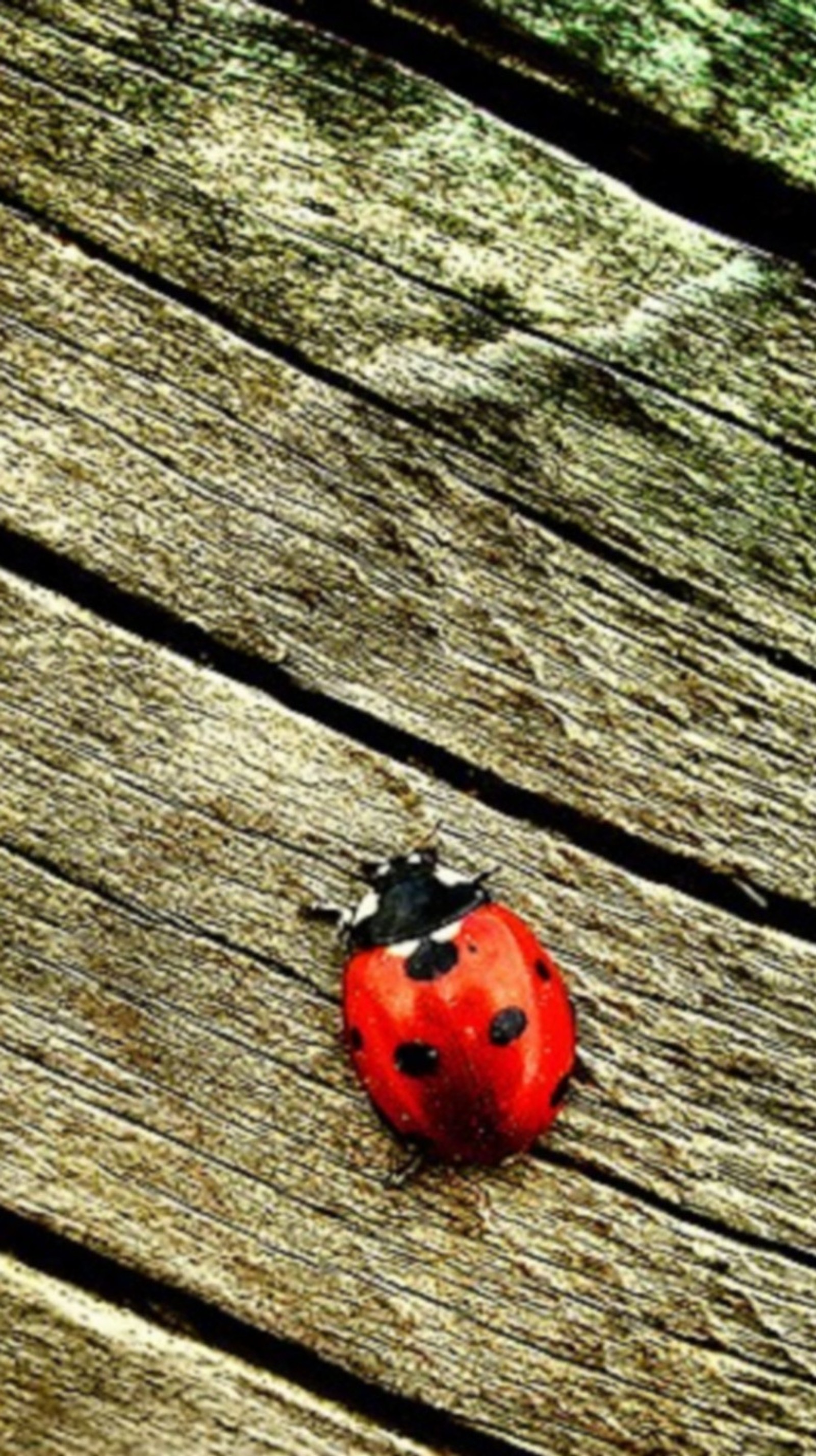 A close up of a ladybug on a wooden surface (ladybird, littlered, nature, wood)