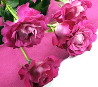 Rosas pink elegantes em um fundo vibrante