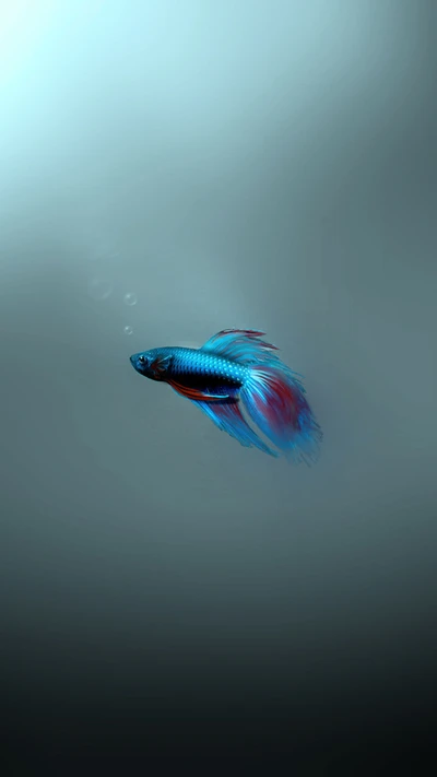 aquarium, bleu, poisson