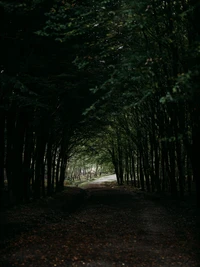 A Serene Path Through a Dark Woodland