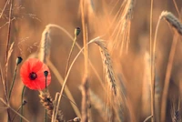 fleur, printemps, famille des graminées, tige de plante, famille des coquelicots