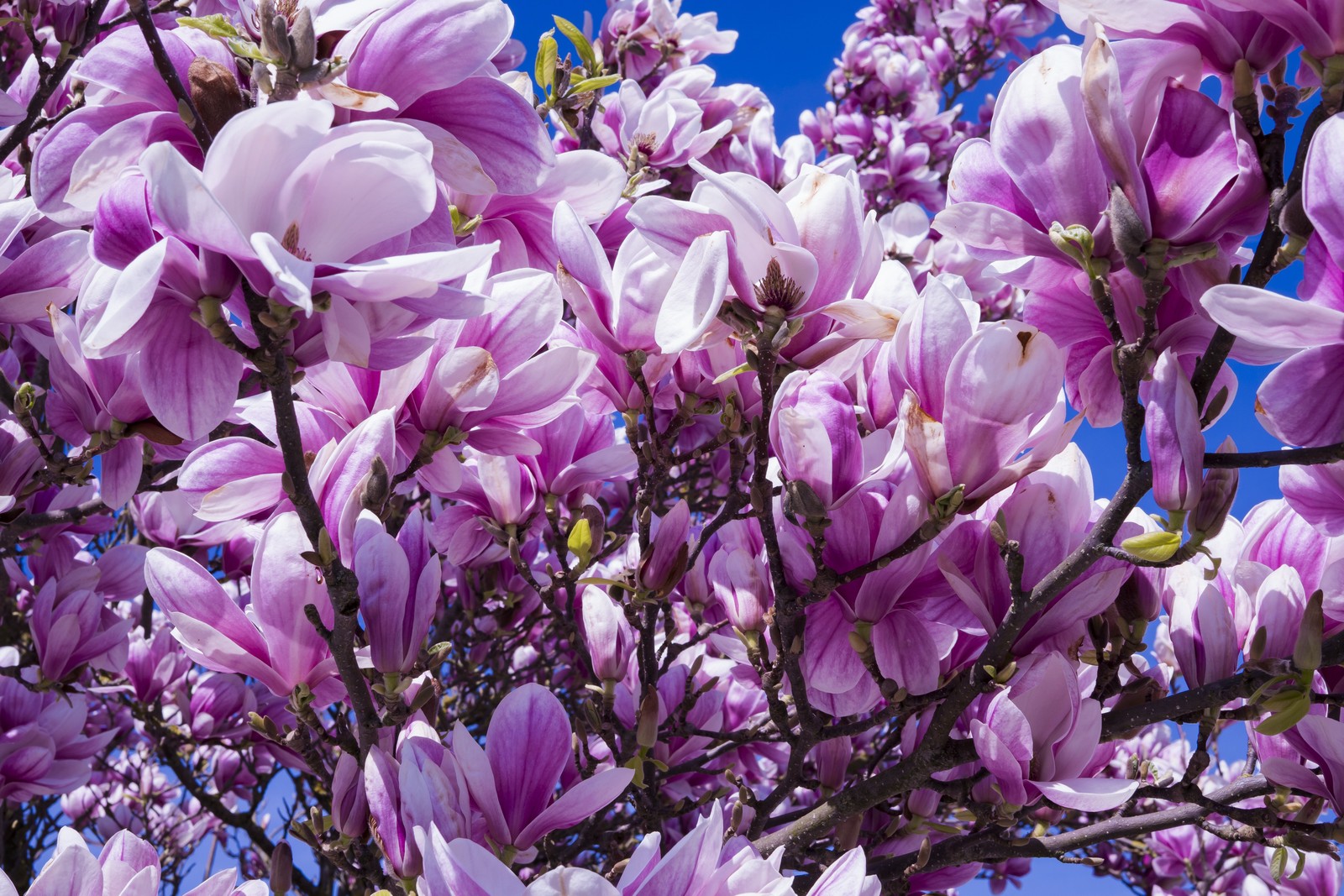 magnolia flowers, 5k, blossom, pink, beautiful flowers wallpaper