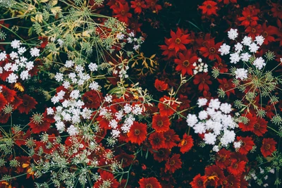 Lebendige rote und weiße Blumenharmonie in Blüte