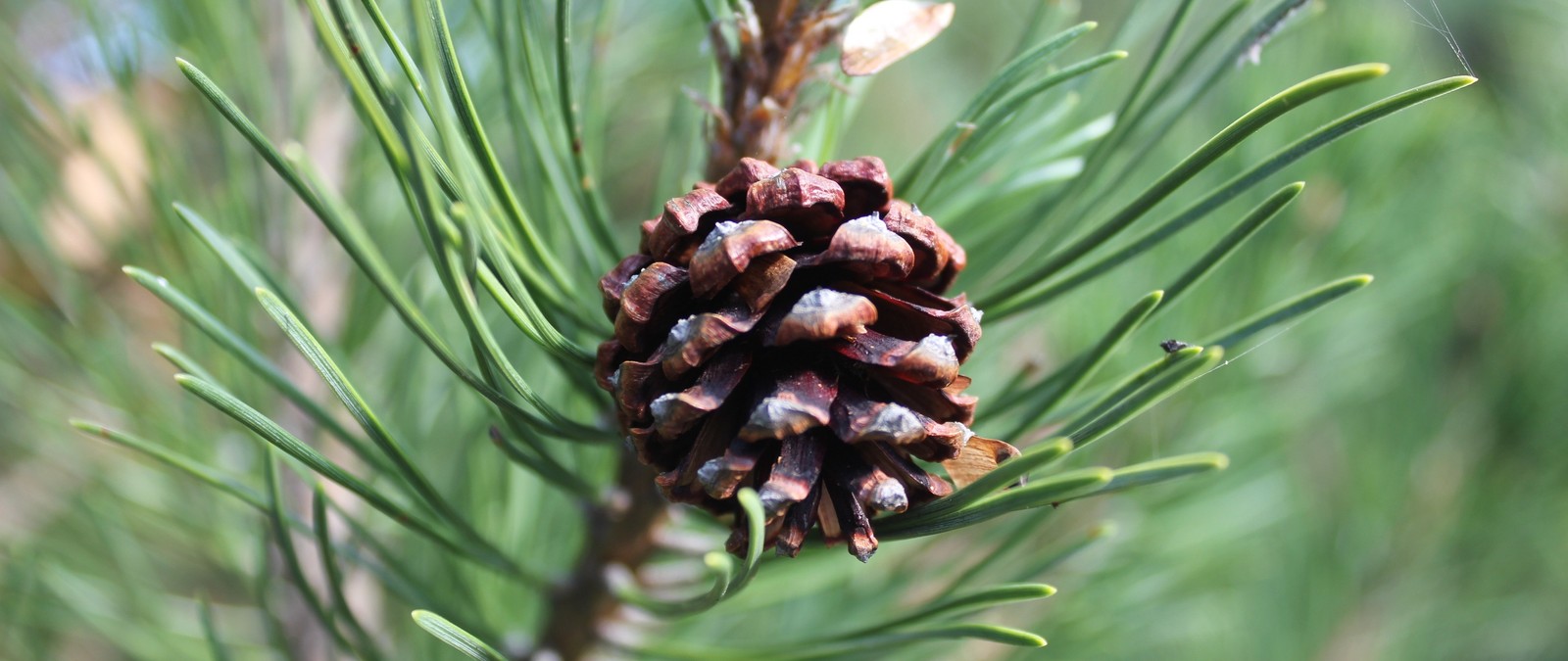 Un gros plan d'un cône de pin sur un pin. (pinheiro, cône de conifère, arbre, épicéa, conifère)