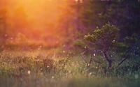 Morgensonnenlicht auf einer Kiefernlandschaft mit üppigen Gräsern und sanfter Atmosphäre