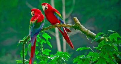 Vibrant Scarlet Macaws Perched Among Lush Greenery