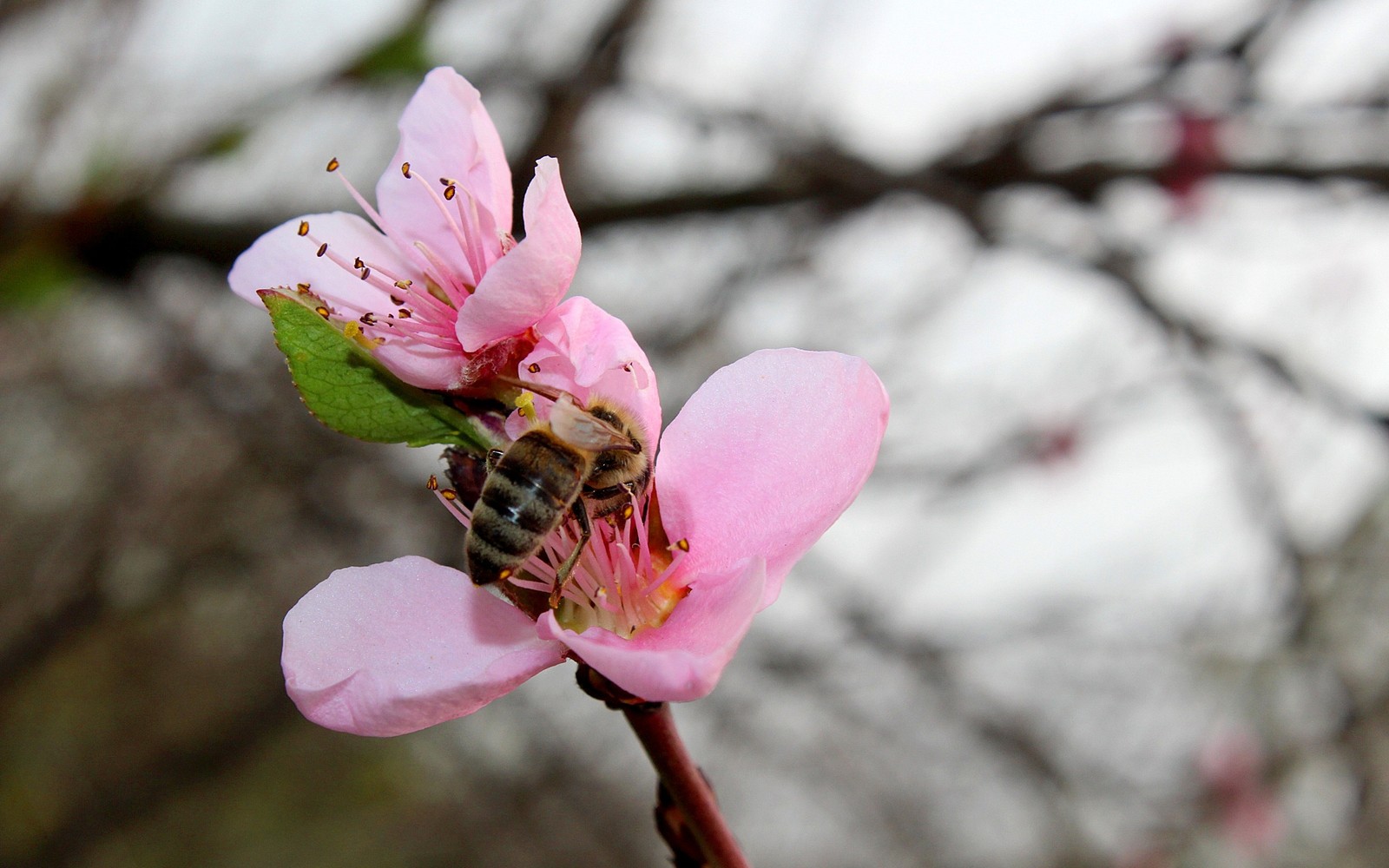 Lade rosa, pflanze, blütenblatt, frühling, blüte Hintergrund herunter