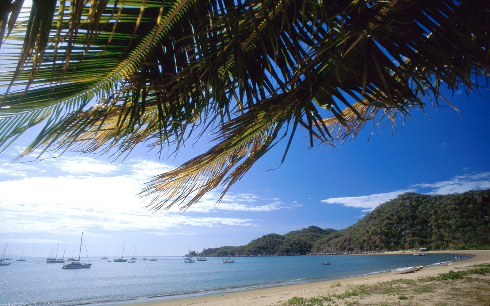 Téléchargez le fond d'écran arbre, tropiques, plage, palmier, mer