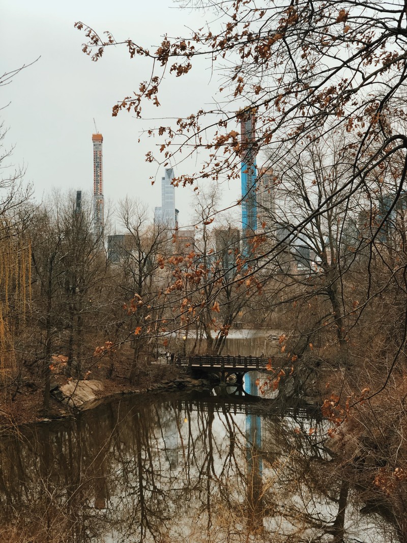 Деревья отражаются в воде реки в городском парке (отражение, вода, биология, ветвь, веточка)