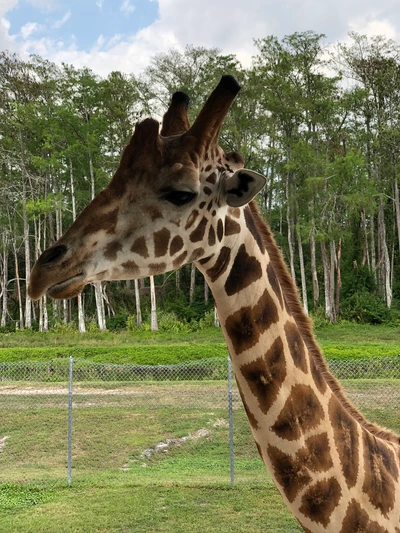 Giraffe in Natural Savanna Habitat