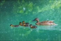 Mãe Pato e seus patinhos nadando em um lago tranquilo