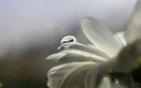 Fotografía macro de una gota de agua en un pétalo de flor blanca bajo luz solar suave