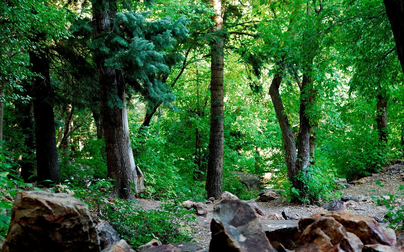 There is a fire hydrant in the middle of a forest (forest, tree, vegetation, nature, nature reserve)