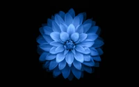 Cobalt Blue Dahlia Flower on Black Background