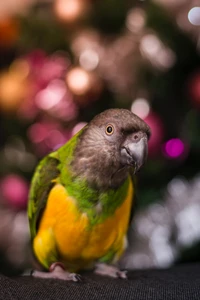 Colorful Parrot Close-Up with Festive Background