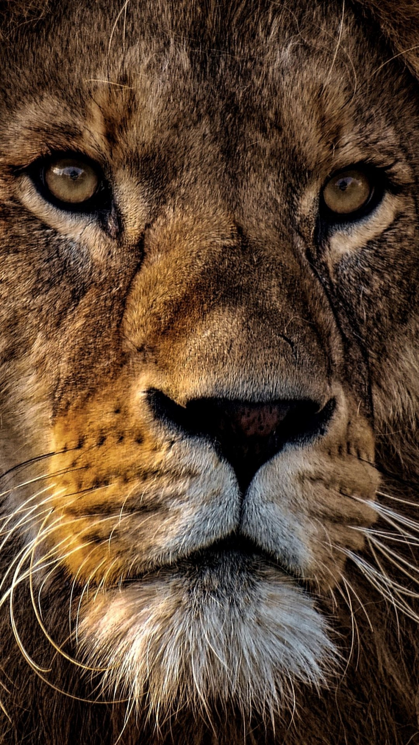 Primer plano de la cara de un león con un fondo borroso (león, cabello, cabeza, ojo, ligero)