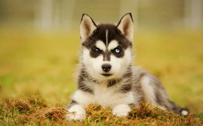 Adorable cachorro de Husky siberiano con ojo azul distintivo