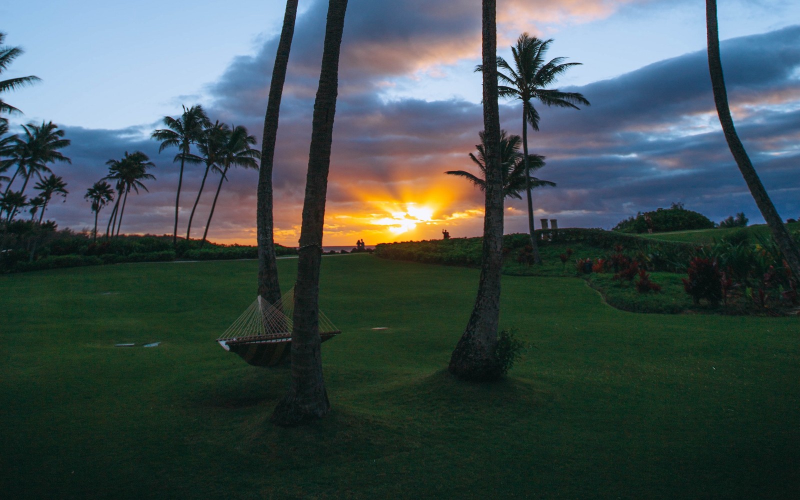 tree, palm tree, sunset, sunrise, sky Download Wallpaper