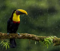 Toucan vibrant perché dans une forêt tropicale