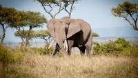 Majestoso elefante africano pastando em uma paisagem serena de gramado