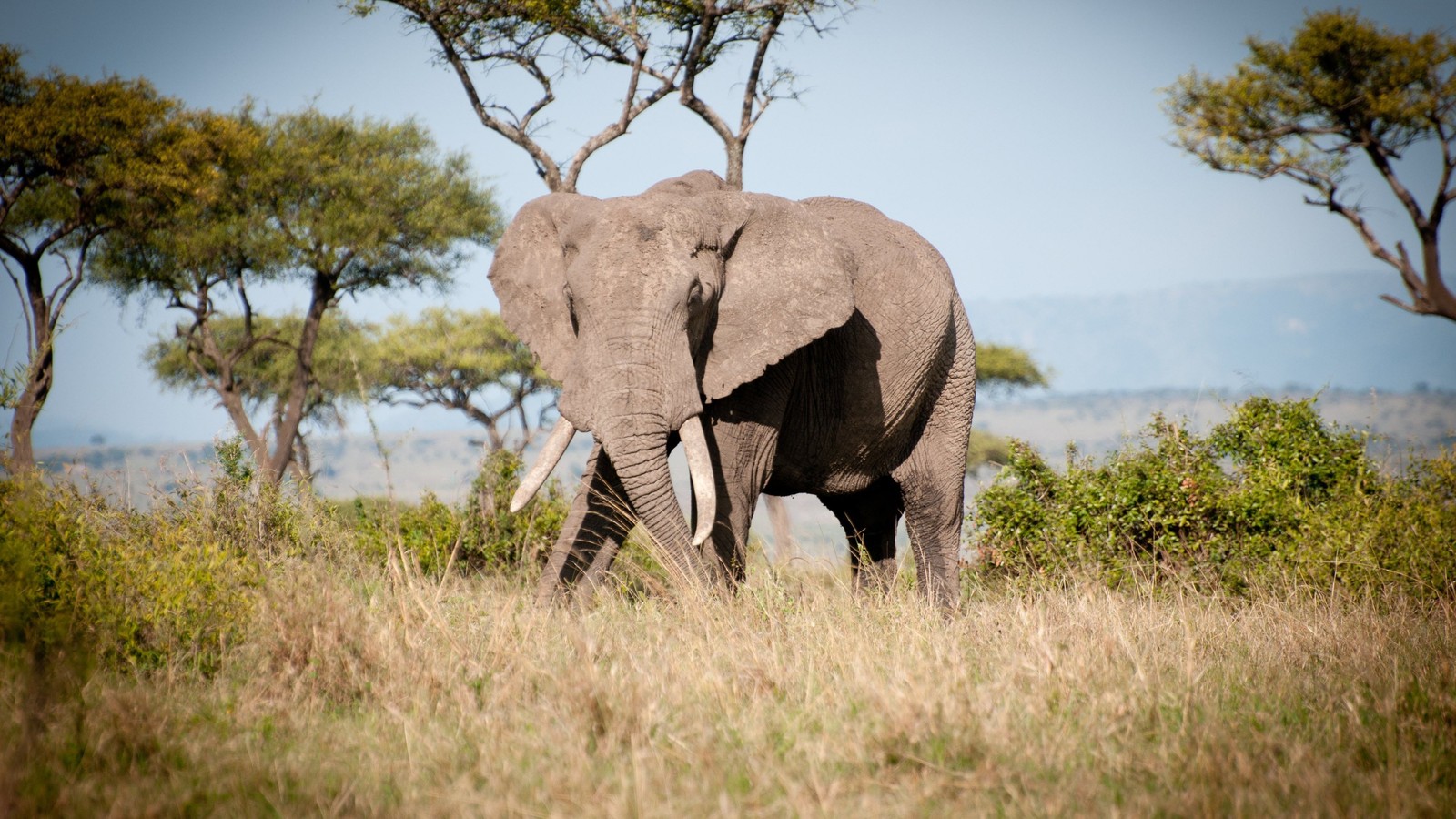 Hay un gran elefante caminando por la hierba (elefante, vida silvestre, animal terrestre, elefantes y mamuts, elefante africano)