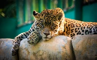 Majestätischer Jaguar, der im Zoo entspannt