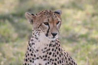 cheetah, cat, terrestrial animal, wildlife, whiskers wallpaper