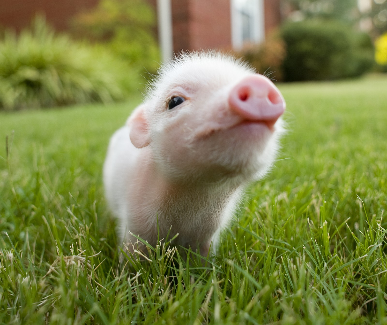 Es gibt ein kleines schwein, das im gras steht (tiere, niedlich, little piggy, süß)