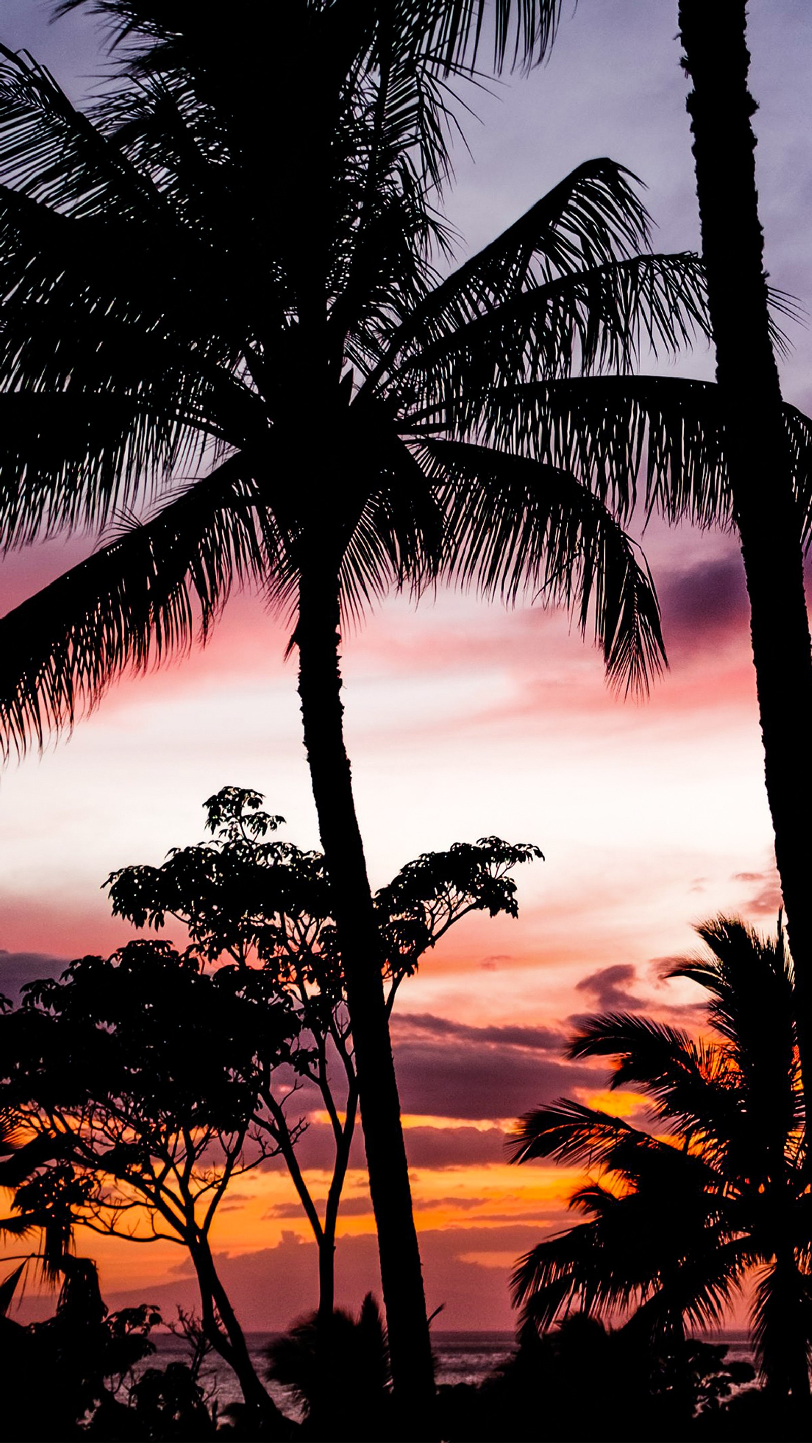 Araffe palm trees silhouetted against a sunset sky with a pink and purple sky (miammi, palms)