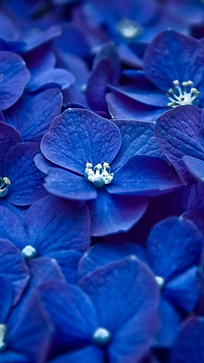 bleu, fleur