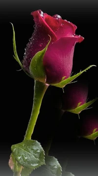 rose, flower wallpaper