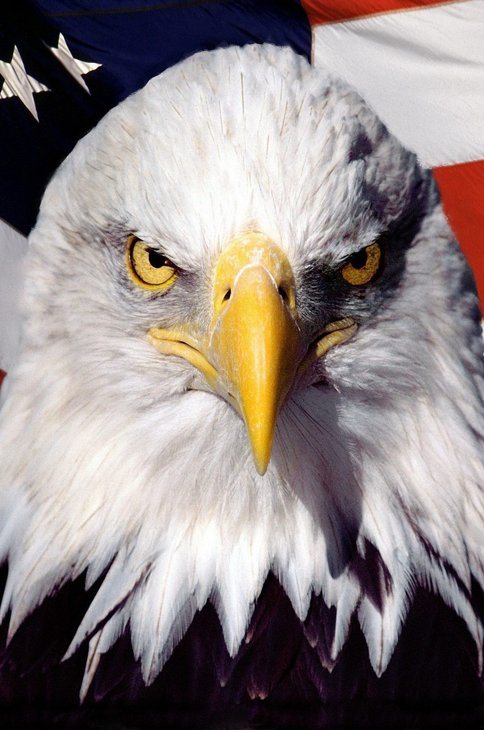 Bald eagle with american flag in background (123, america, american, eagle, glag)