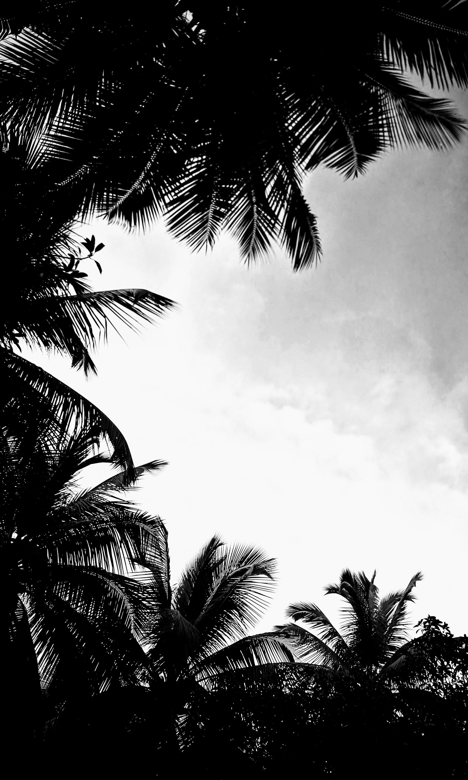 Lade wolken, cloudysky, himmel, baum Hintergrund herunter