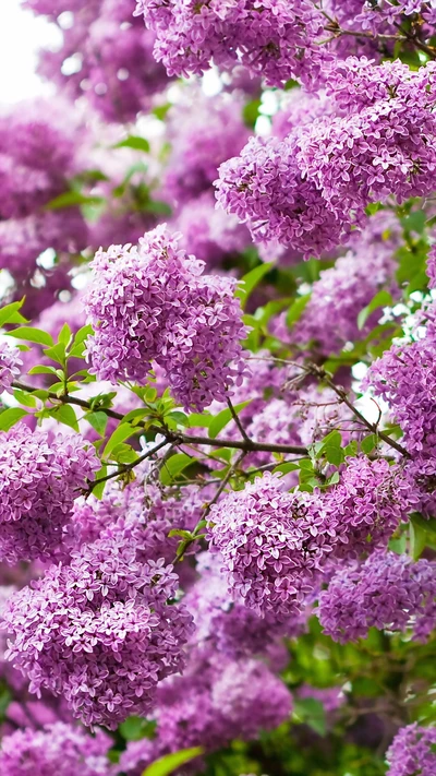 Blooming Lilacs: A Cascade of Pink Flowers