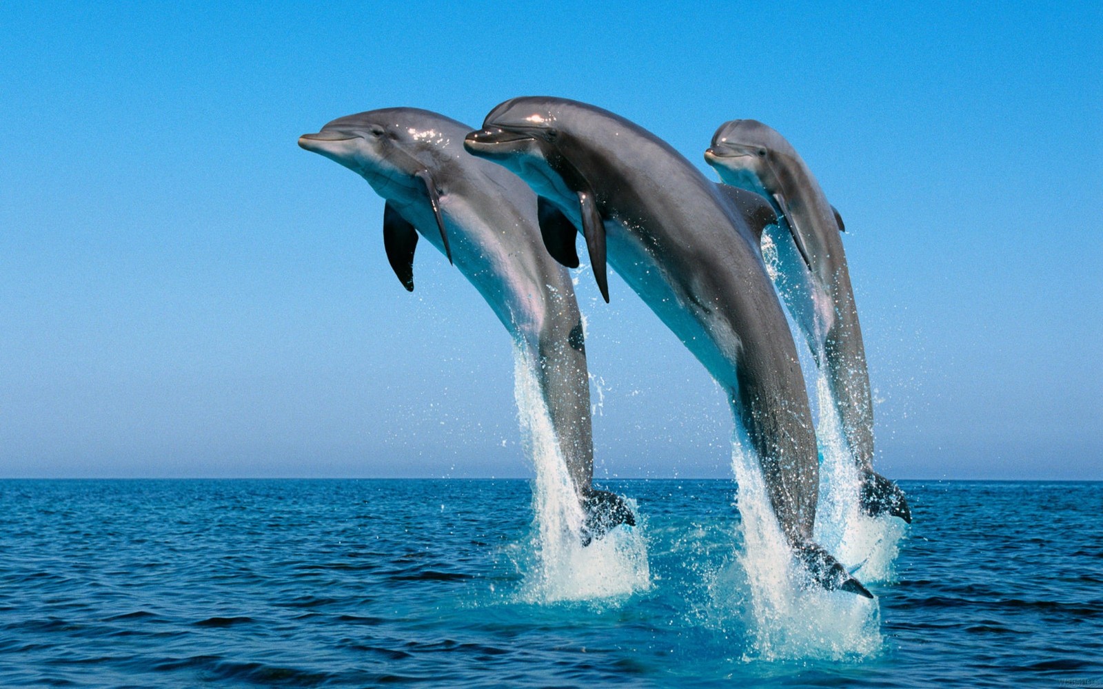 Téléchargez le fond d'écran dauphin, dauphin à nez de bouteille, sauter, biologie marine, mammifère marin