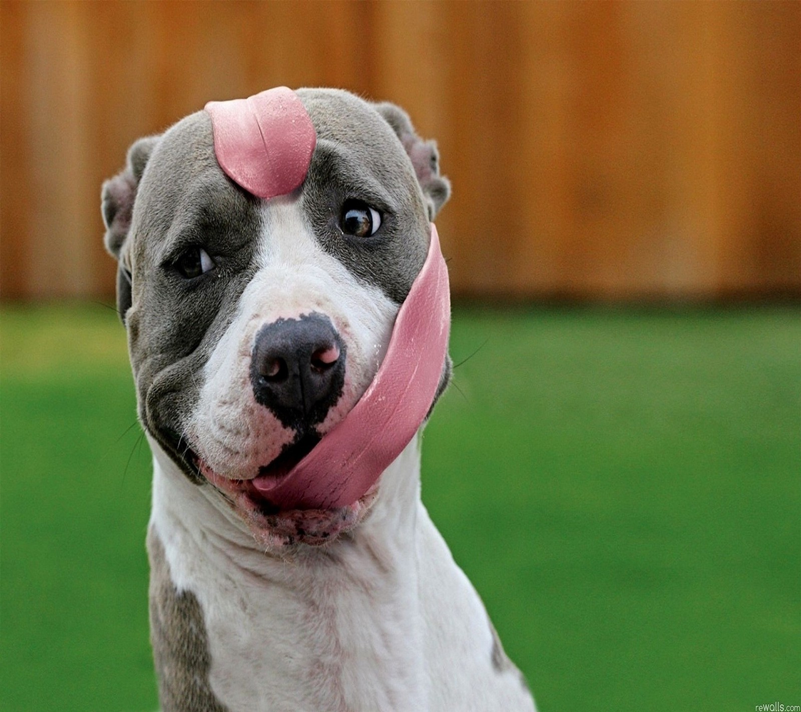 Ein hund mit einer pinken nase auf dem kopf (tier, hund, lustig, haustier, zunge)