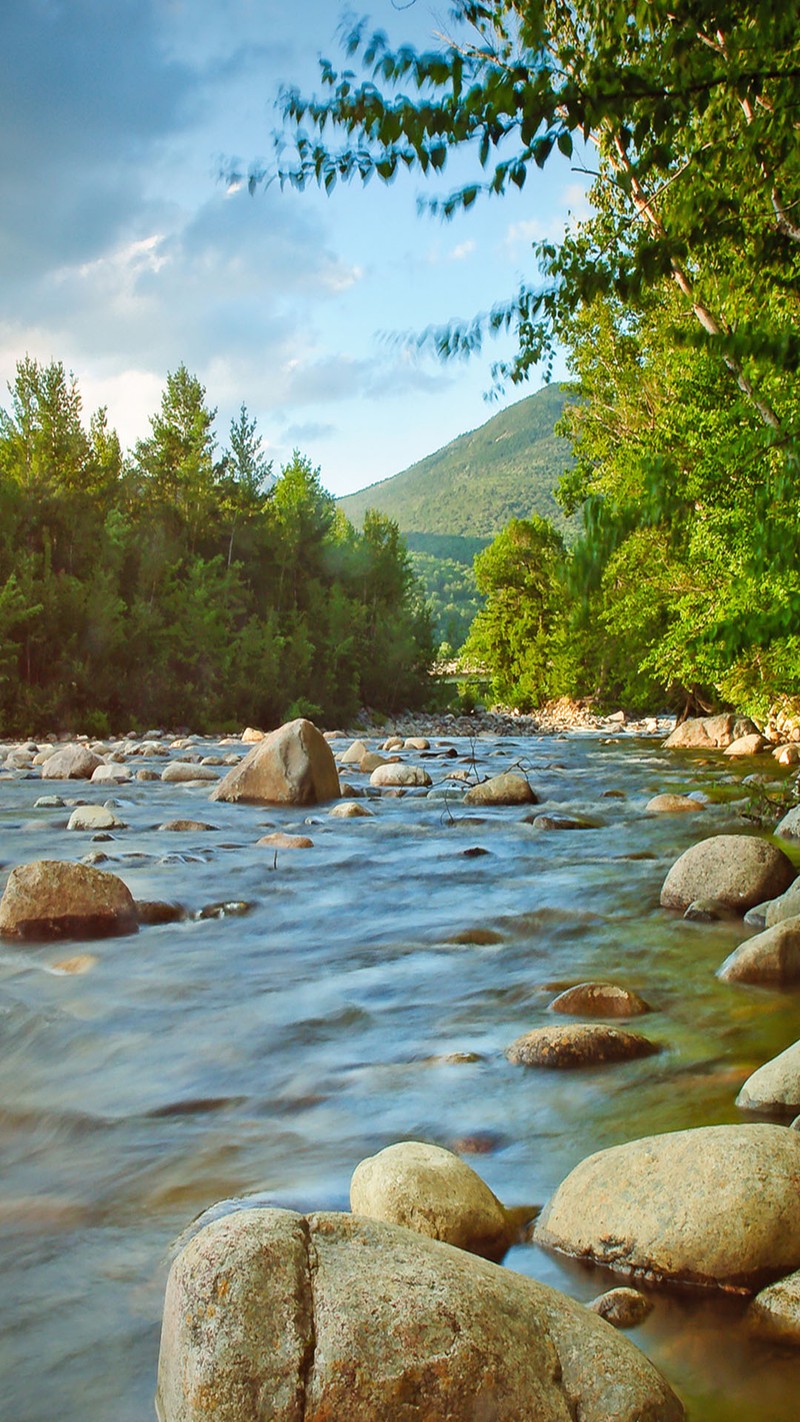 Река с камнями и деревьями на заднем фоне (река, поток, вода)