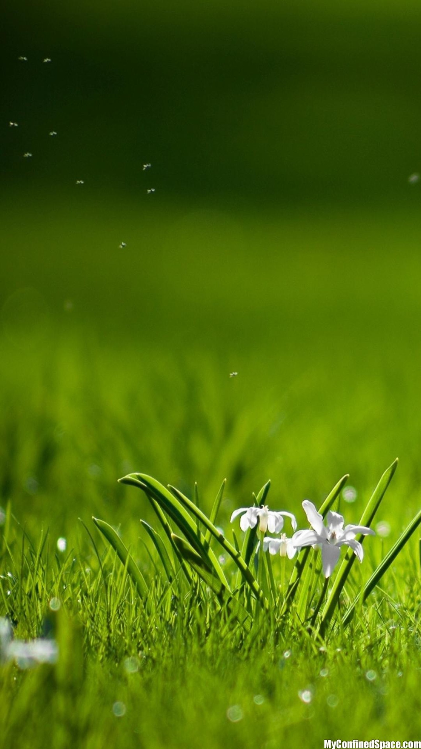 Es gibt viele weiße blumen im gras mit wassertropfen (blume, grün, natur)