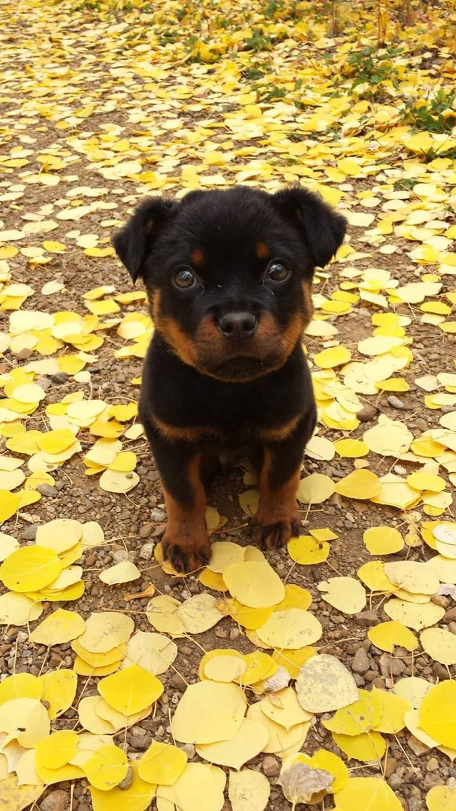 Un cachorro sentado en el suelo con hojas amarillas a su alrededor (animal, lindo, perro, cachorro)