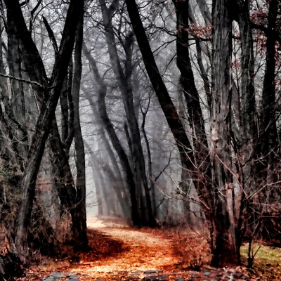 Nebliger Weg durch einen dichten Wald