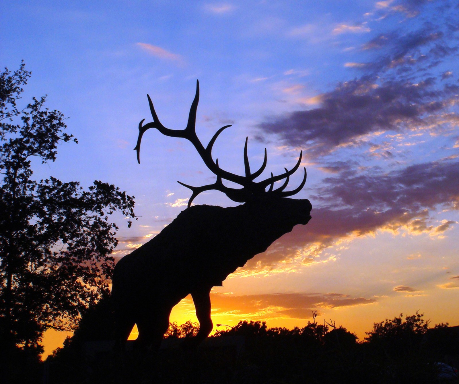 Araffe silhouetted against a sunset sky with a tree in the foreground (bull, elk, sunrise)