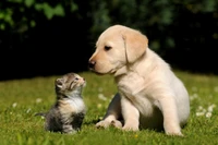 Chiot doré et chaton partageant un doux moment dans la nature