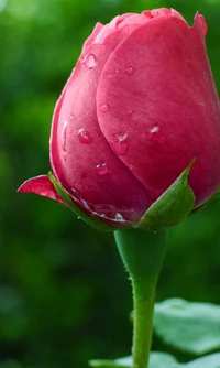 flor, hd, natureza, rosa