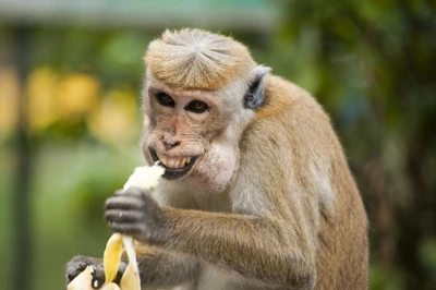 Macaco real desfrutando de um lanche